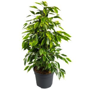 Ficus Benjamina (Weeping Fig/Ficus Tree/Benjamin Fig)