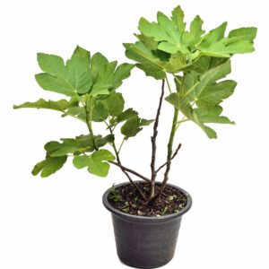 Ficus Carica "Common Fig"