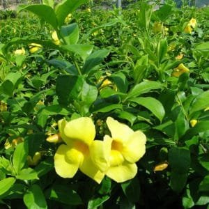 60cm-allamanda-cathartica-golden-trumpet-climber-@45-2-700×525-1-300×300-1.jpg