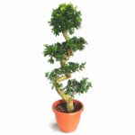 Ficus Microcarpa Bonsai S Shape with "Cement Pot" (Ficus Retusa/Ginsen Ficus/Chinese Banyan/Curtain Fig/Indian Laurel)