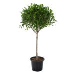 Ficus Panda (01 Head)