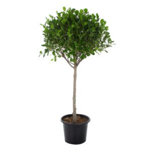 Ficus Panda (01 Head)