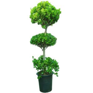 Ficus Panda (03 Heads)