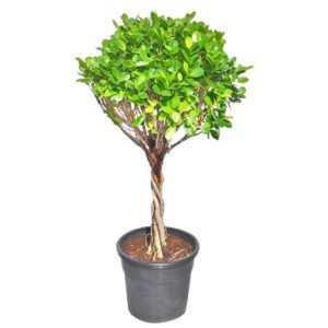 Ficus Panda "Twisted"