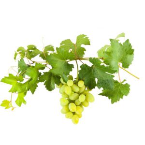 75.1grapevine_938x938.jpg