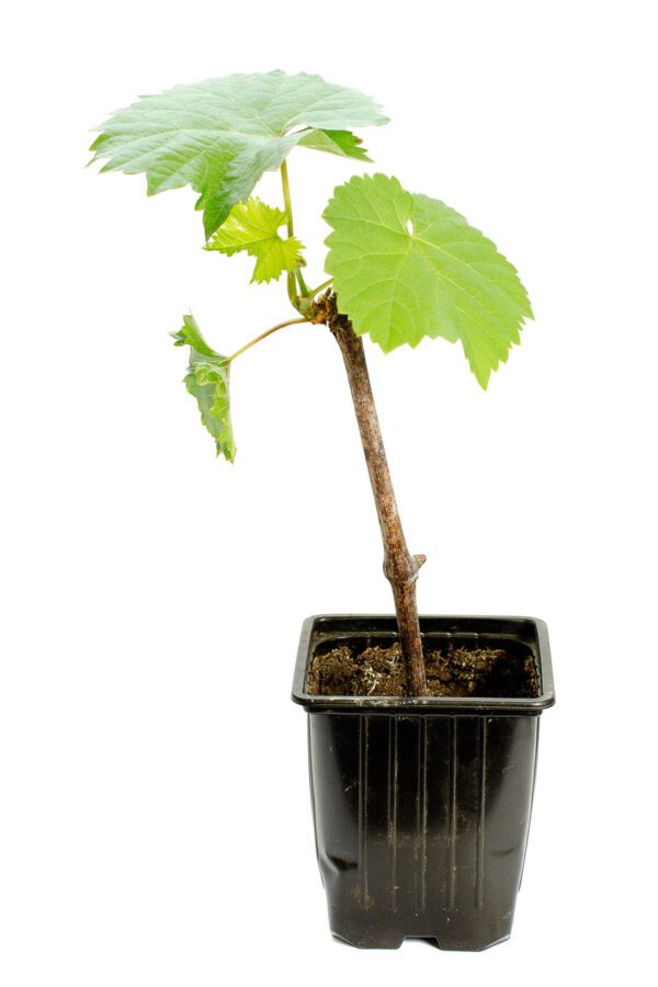 Grape Vine "Vitis"