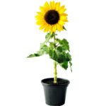 Helianthus Annuus "Sunflower"