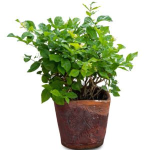 Jasminum Sambac (Arabian Jasmine/Sambac Jasmine)