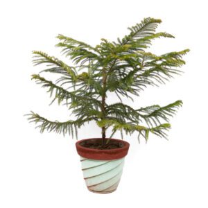 Araucaria Heterophylla (Star Pine/Triangle Tree/Living Christmas Tree)