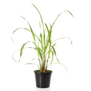 Lemon Grass "Cymbopogon" (Barbed Wire Grass/Silky Heads/Cochin Grass/Malabar Grass/Oily Heads/Fever Grass)