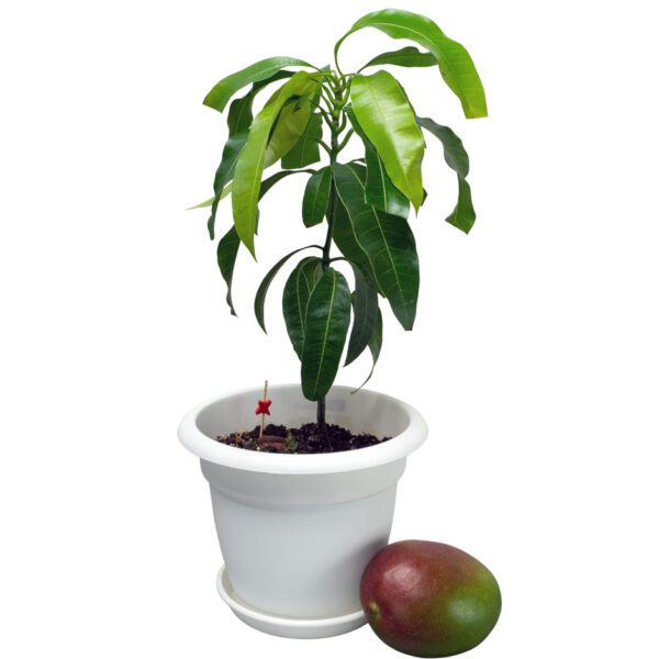 Mangifera Indica - Veitnam "Mango"