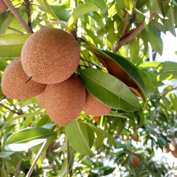 Manilkara Zapota (Sapodilla/Sapota/Chikoo/Naseberry)