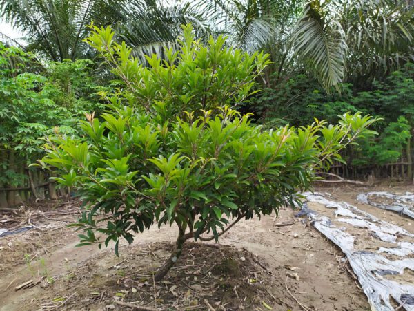 Manilkara Zapota (Sapodilla/Sapota/Chikoo/Naseberry)