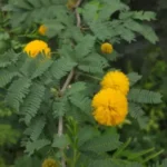 Acacia Farnesiana - Needle Bush - Vachellia Farnesiana