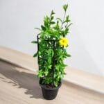 Allamanda Cathartica Plant or Golden Trumpet 70 - 90cm