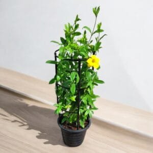 Allamanda Cathartica Plant or Golden Trumpet 70 - 90cm