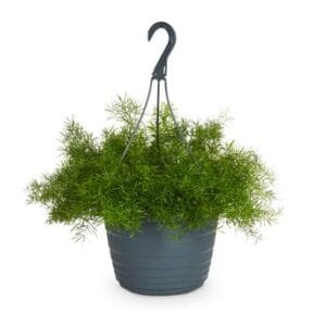 Asparagus Hanging