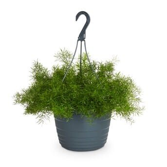 Asparagus Hanging