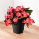Croton Mammy Plant