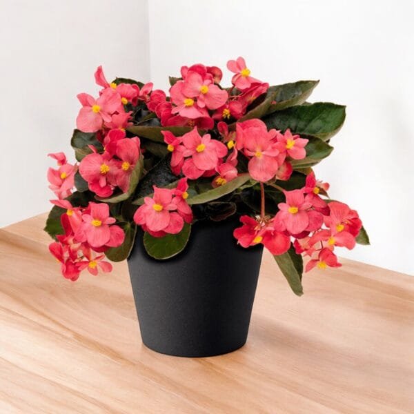 Croton Mammy Plant