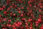 Croton Mammy Plant