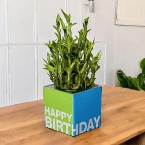 Birthday Special: 3 Layer Lucky Bamboo in Square Glass Vase