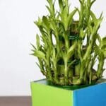 Birthday Special: 3 Layer Lucky Bamboo in Square Glass Vase