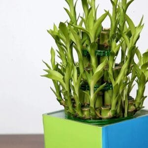 birthday-special-3-layer-lucky-bamboo-in-square-glass-vase-2.jpg