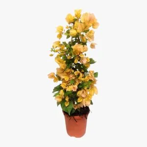Bougainvillea Gold