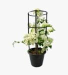 Bougainvillea White Plant