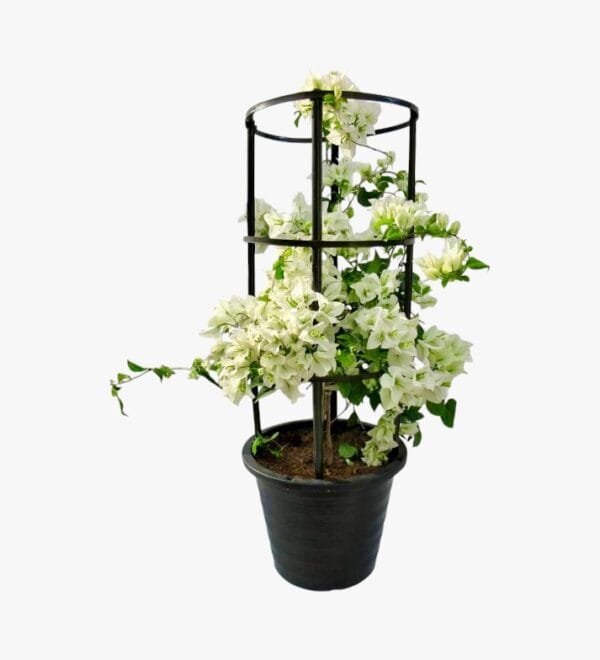 Bougainvillea White Plant