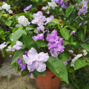 Brunfelsia Latifolia "Brunfelsia Grandiflora" (Kiss Me Quick/Yesterday-Today-Tomorrow)