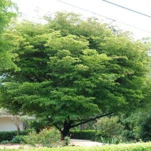 Bucida Buceras - Black Olive Tree
