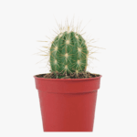 Cactus Mini Plant (chin-cactus, spider cactus)