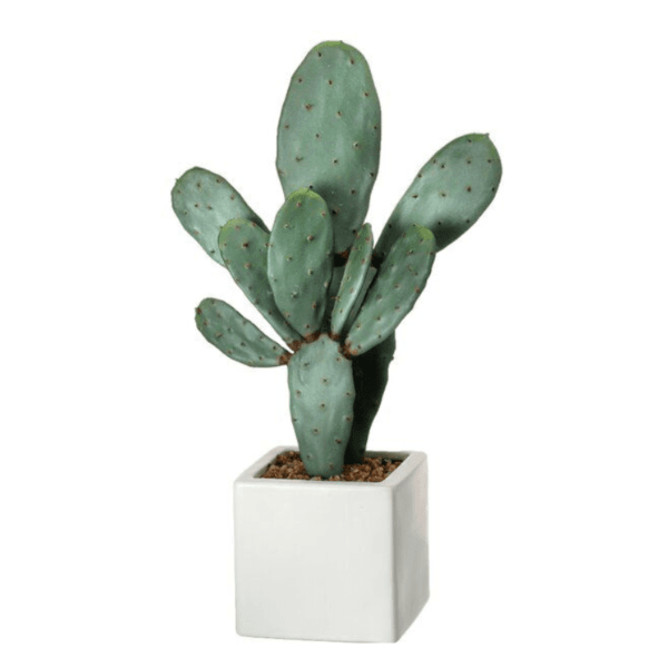 Cactus Opuntia Plant - Prickly pear or Pear Cactus