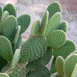 Cactus Opuntia Plant - Prickly pear or Pear Cactus