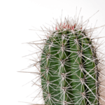 Pachycereus Pringlei Cactus Plant (Mexican Giant Cardon, or Elephant Cactus)