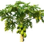 Carica Papaya - Papaya Tree