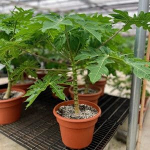 carica-papaya-2.jpg