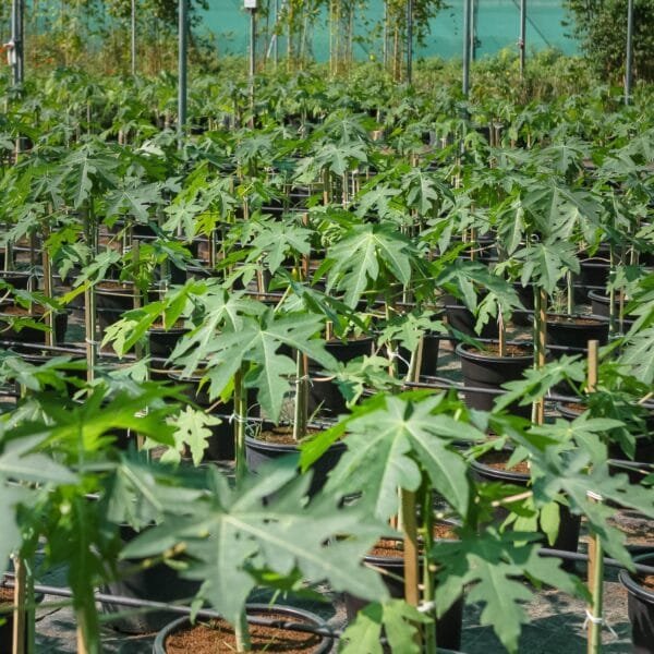 Carica Papaya - Papaya Tree