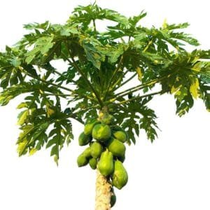 Carica Papaya - Papaya Tree