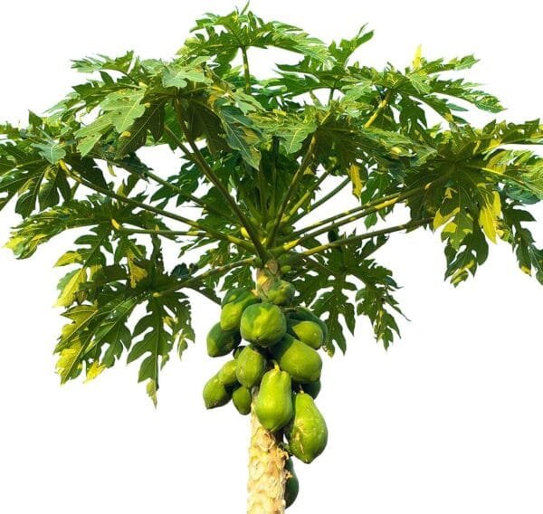 Carica Papaya - Papaya Tree