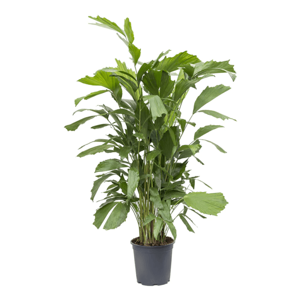 Fish Tail Palm Plant