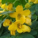 Cassia Surattensis (Glauca) Tree - Scrambled Egg Plant