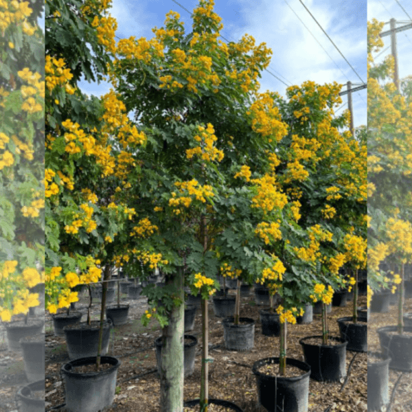 Cassia Surattensis (Glauca) Tree - Scrambled Egg Plant