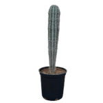 Pachycereus Pringlei Cactus Plant (Mexican Giant Cardon, or Elephant Cactus)