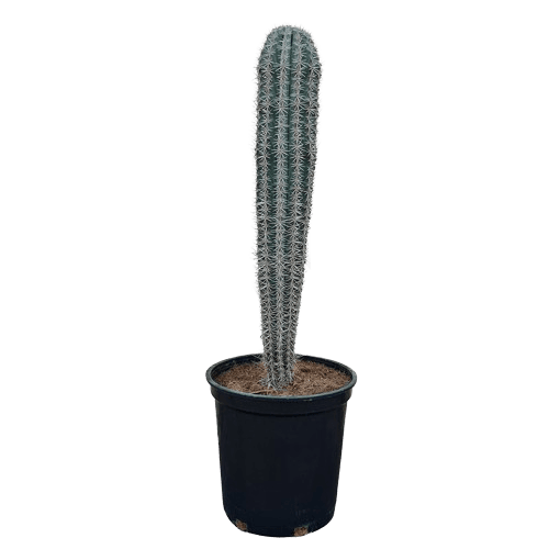 Pachycereus Pringlei Cactus Plant (Mexican Giant Cardon, or Elephant Cactus)