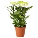 Chrysanthemum Plant - 30cm-40cm