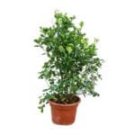 Citrus Mandarin Tree