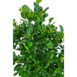 Citrus Mandarin Tree